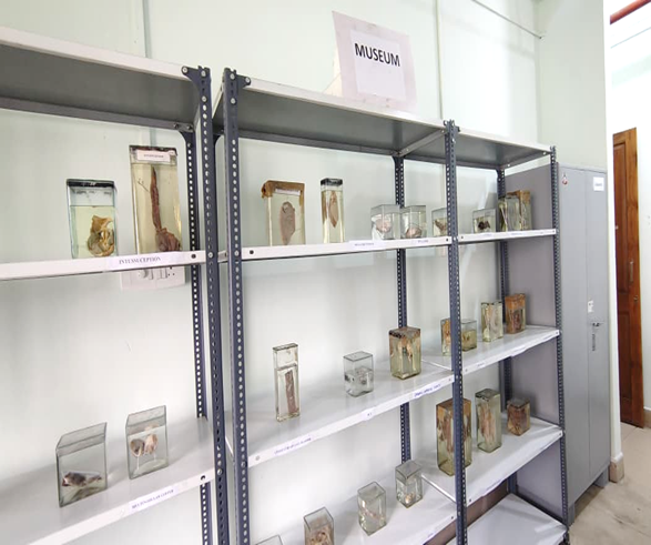 MUSEUM